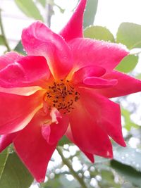 Close-up of pink rose flower