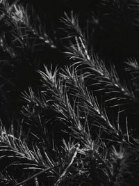 Full frame shot of plants growing on field