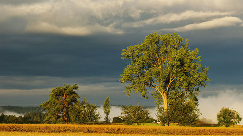 Trees on field against sky