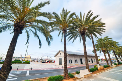 Palm trees by road against sky in city