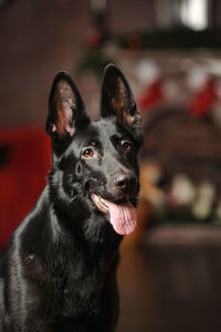 Close-up portrait of a dog