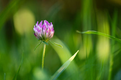 Close-up of pink flowering plant