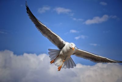 Low angle view of seagull flying