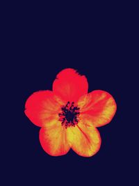 Close-up of orange flower against black background