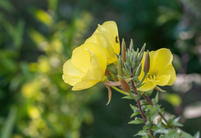 Close-up of yellow rose flower