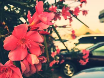 Close-up of pink flower