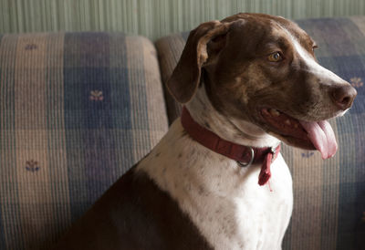 Bird dog sitting happily on a couch