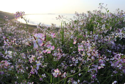 Close-up of pink flowering plants on field