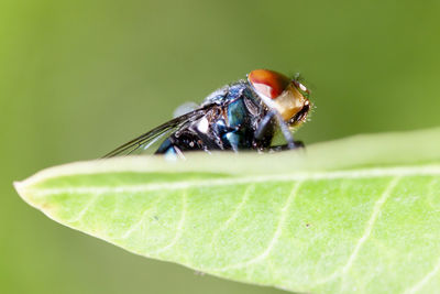 Close-up of fly on leaf