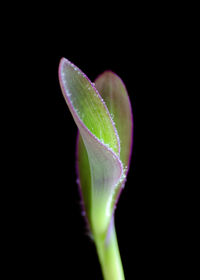 Close-up of plant against black background