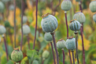 Close-up of poppy growing on plant