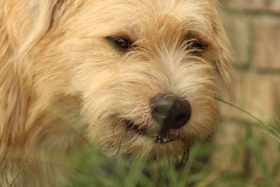 Close-up portrait of dog