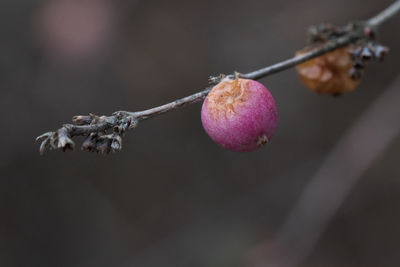 Close-up of fruits on twig