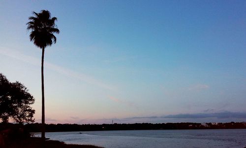 Palm trees at sunset