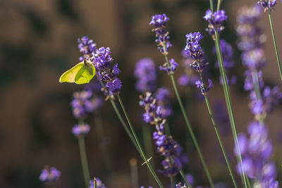 Close-up of insect on purple flower