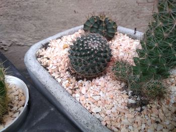 High angle view of succulent plant