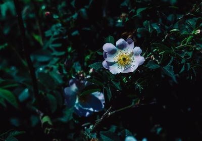 Close-up of white flowering plant