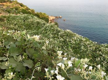 High angle view of plants by sea against sky