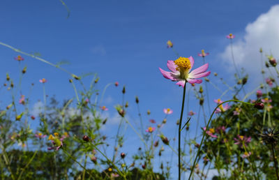 Close-up of pink flowering plants against blue sky