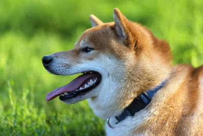 Close-up of dog looking away