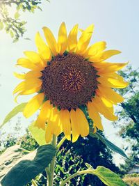 Close-up of sunflower