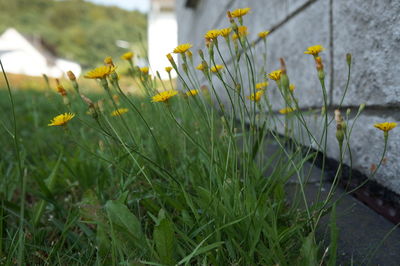 Close-up of flower on field