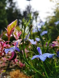 Close-up of purple flowering plant on field