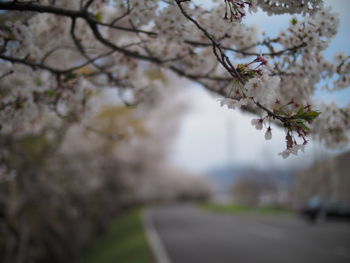 Close-up of cherry blossom tree