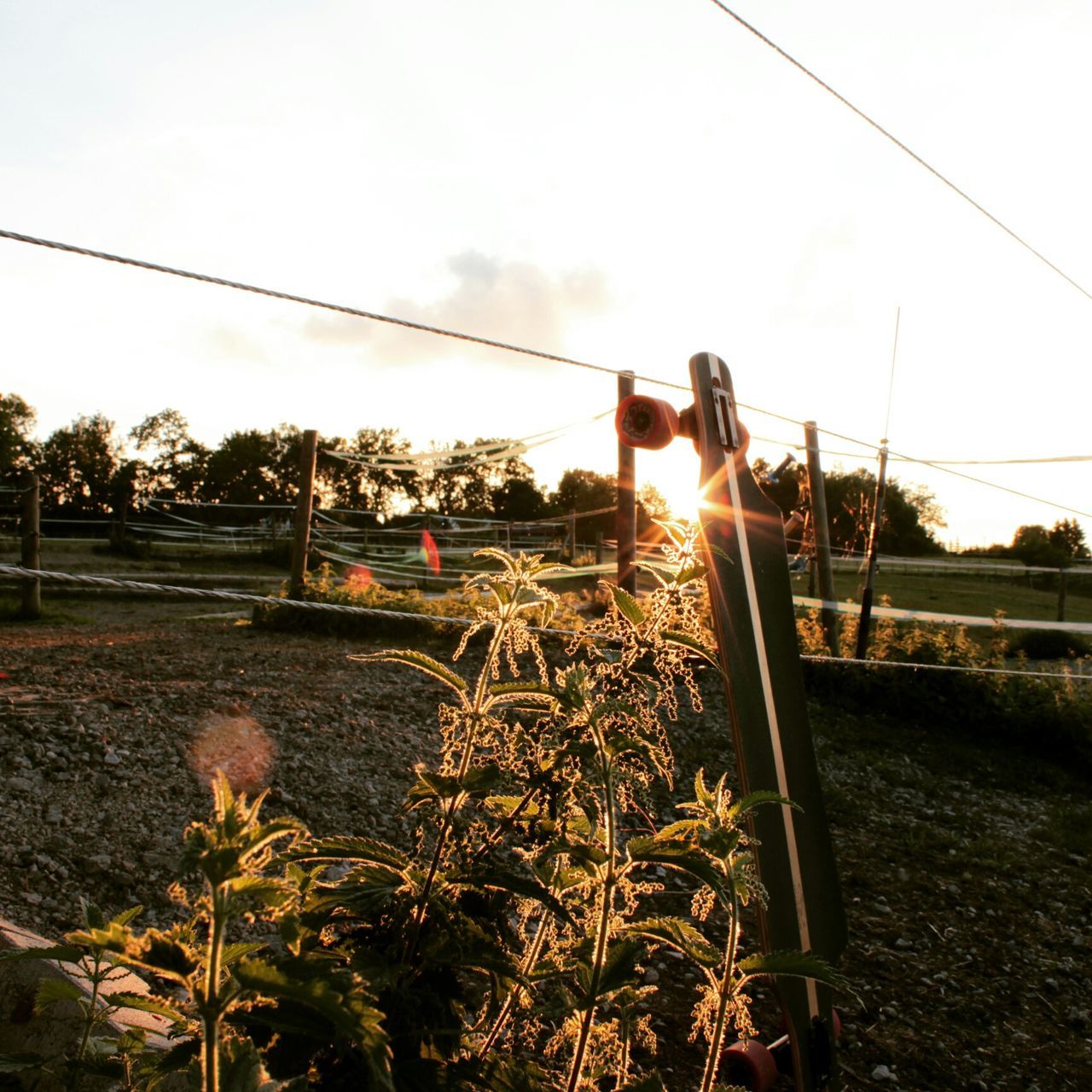 sun, sky, sunset, sunbeam, sunlight, lens flare, flame, plant, burning, field, tree, fire - natural phenomenon, nature, grass, outdoors, street light, heat - temperature, no people, growth, fence