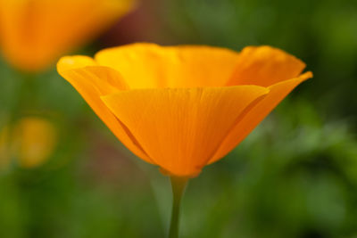 Close-up of orange flower