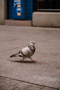 Close-up of bird on street