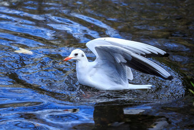 Close-up of duck in lake