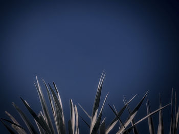 Low angle view of plants against clear blue sky