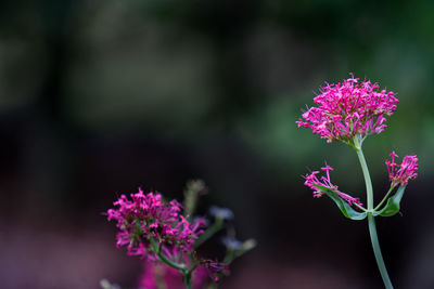 Close-up of pink flowers blooming outdoors