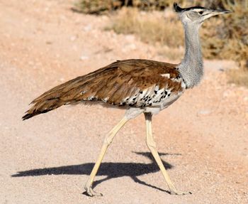 Close-up of bird on rock