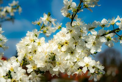 Close-up of white cherry blossoms in spring