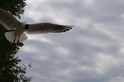 Low angle view of bird flying against cloudy sky