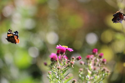 Close-up of butterfly on flower