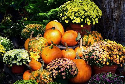 View of pumpkins on plants