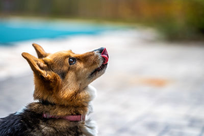 Close-up of a dog looking away. corgi