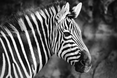 Close-up of a zebra