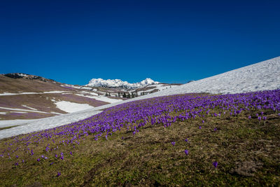 Purple flowering plants on land against blue sky