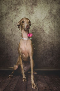 Dog looking away while sitting on wooden floor against wall