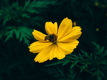 Close-up of yellow cosmos flower blooming outdoors