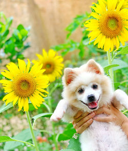 View of dog on yellow flower