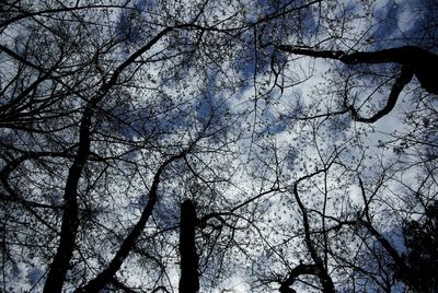 Low angle view of bare trees against sky