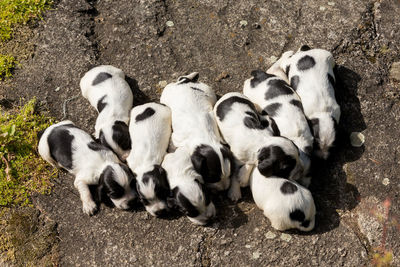 High angle view of dogs