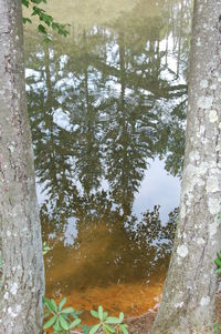 Scenic view of river in forest