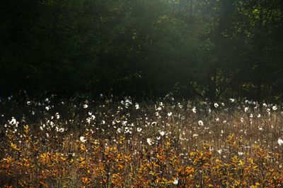 Scenic view of flowering plants and trees on field in forest