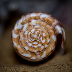 Close-up of shell